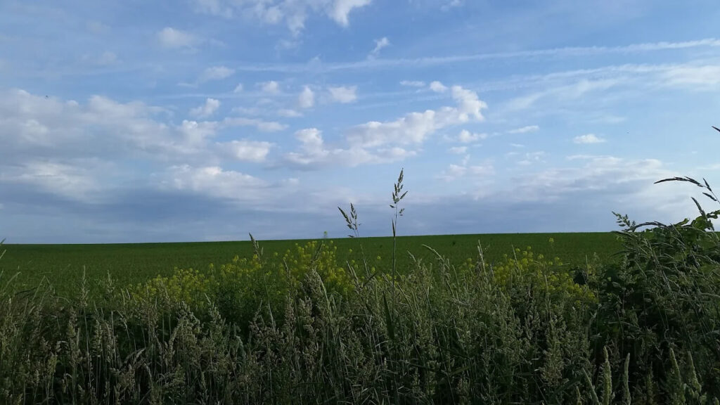 LA cornfield