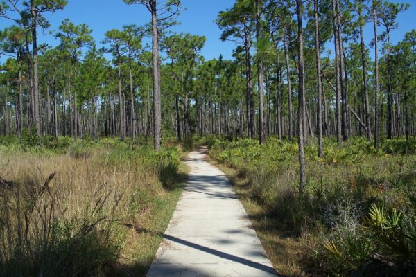 peaceful hiking trails at Tarklin Bayou Preserve State Park in Pensacola, Florida