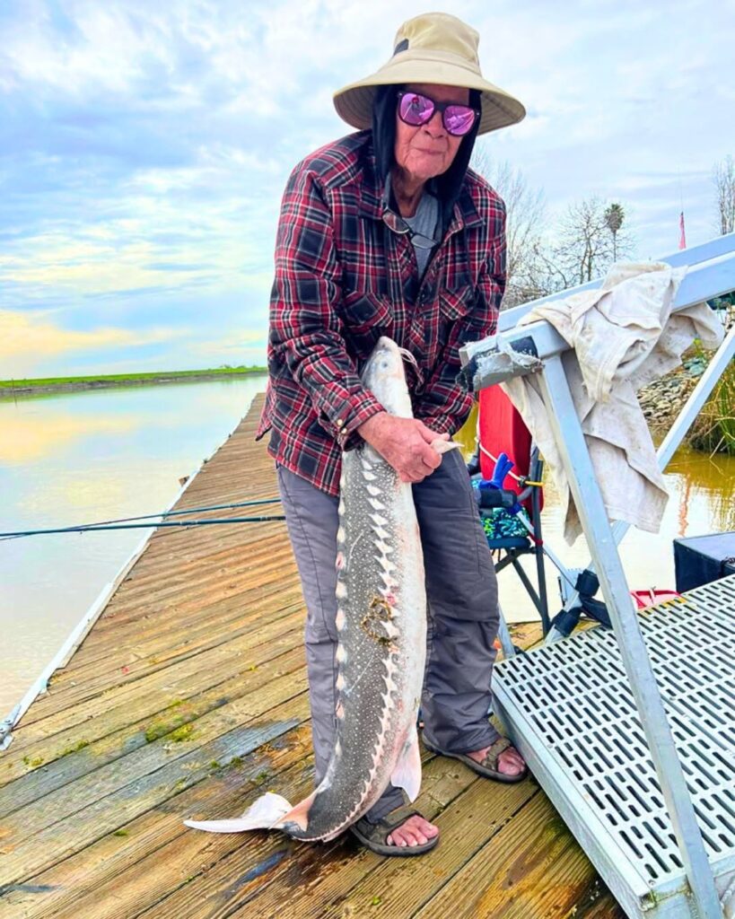 White Sturgeon caught fishing in the Sacramento River Delta at Snug Harbor Marina