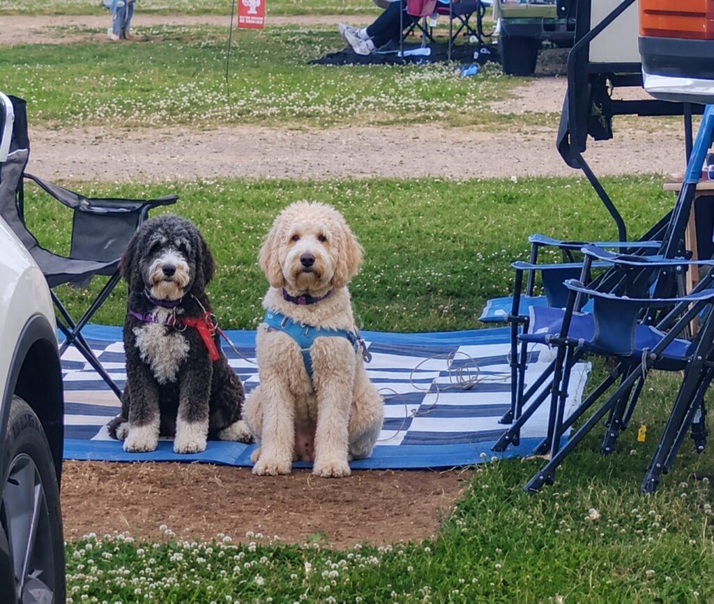 Talladega pet friendly NEW