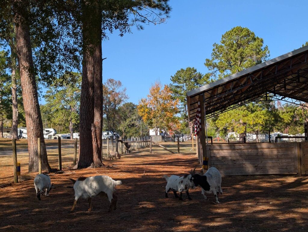 TC goats