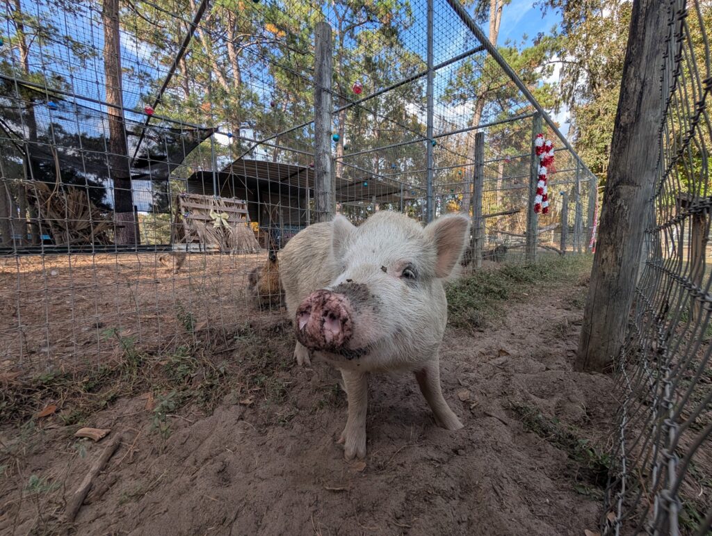 TC pig